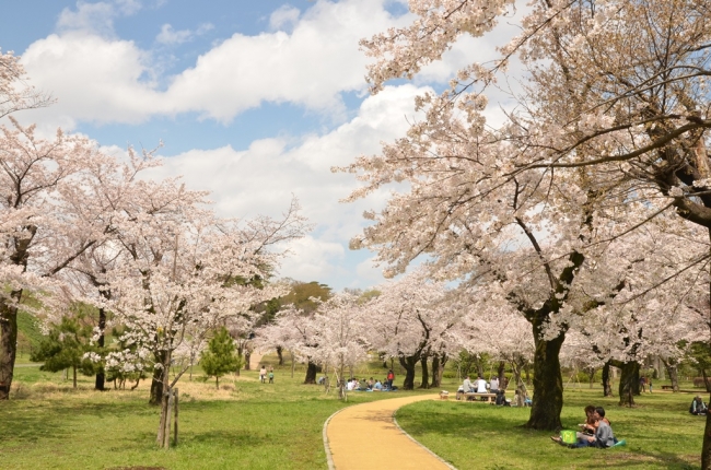狭山公園のサクラ